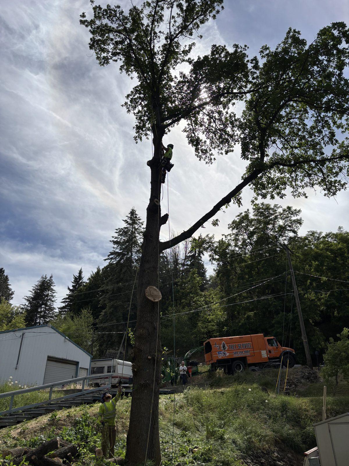 J&J's Tree Service removing a tall tree with the crew and truck at the base