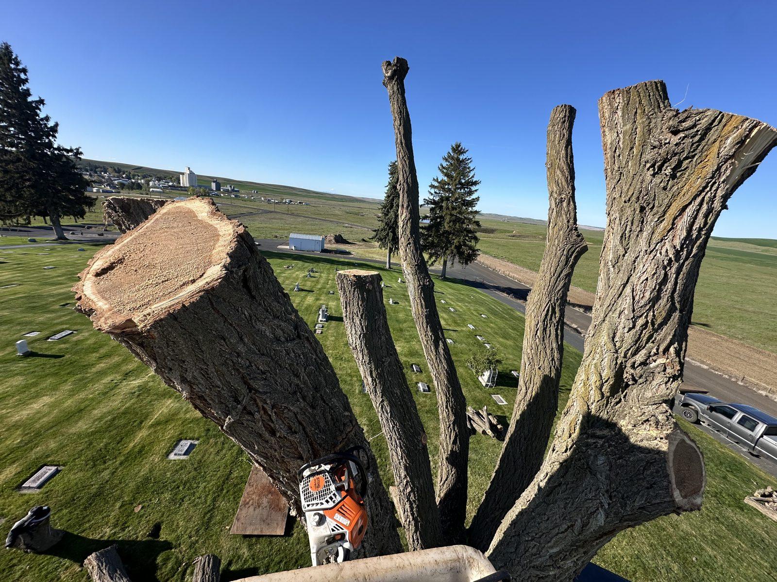 J&J's Tree Service bucket truck removing a large tree on the Palouse
